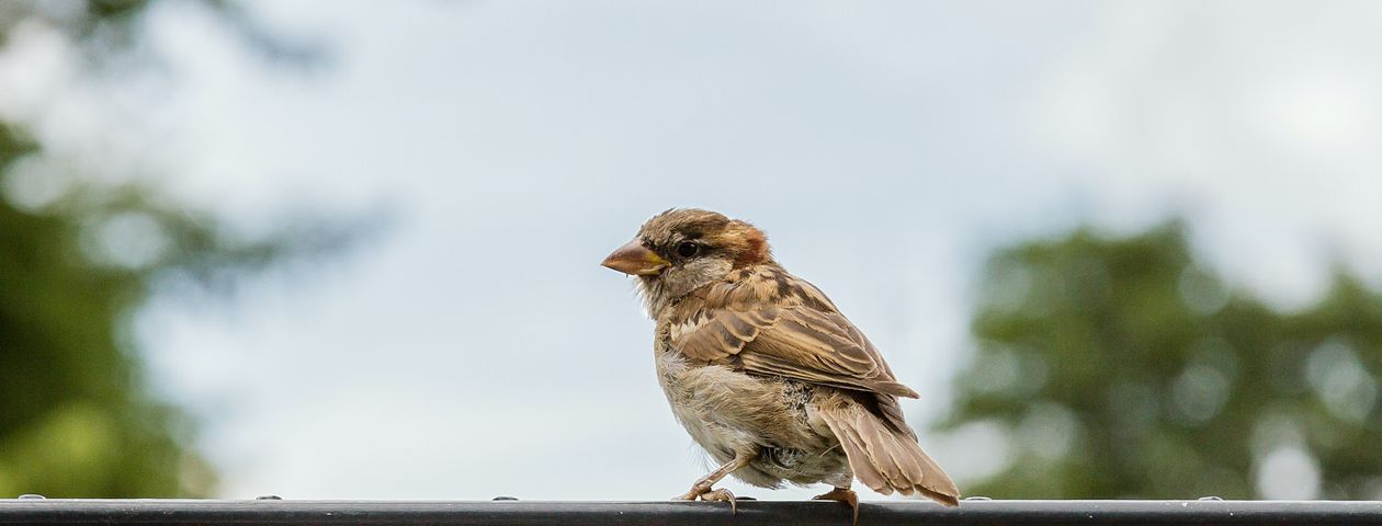 Spatz sitzt auf Zaun